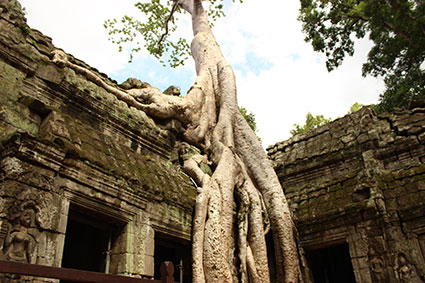 Las inmensas raíces de  un spun tree se aferran a unas de las paredes del templo Ta Phromo, en Camboya.