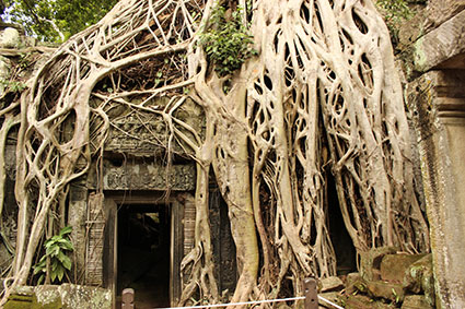 Las inmensas raíces del arbol casi tapan esta puerta de entrada a esta galería, en el templo Ta Phromo (Camboya).