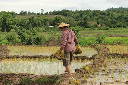 Una campesina lleva en sus manos varios fajos de brotes de arroz para plantar, en Pai al norte de Tailandia.