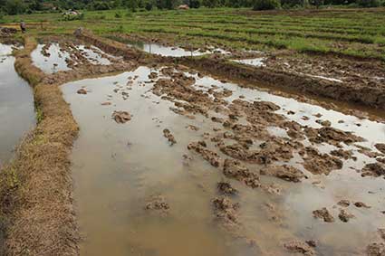 Campo de arroz anegado a las afueras de Pai, al norte de Tailandia.