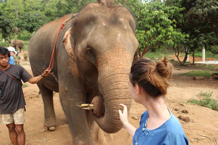 Un elefante se lleva a la boca un par de trozos de caña de azúcar en el campamento Baan Chang, Chiang Mai.