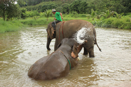 Dos elefantes se refrescan en la charca de agua el campamento Baan Chang, en Chiang Mai.