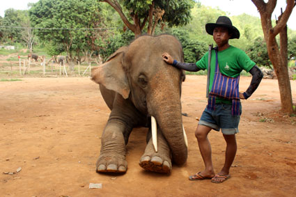 Un "mahut" o cuidador posa al lado de su elefante con un Kor fang colgado la espalda, Baan Chang (Chiang Mai).