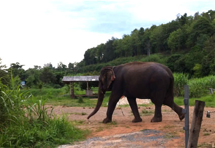 Foto tomada con mi móvil de un elefante paseando por el campamento Baan Chang, en Chiang Mai.