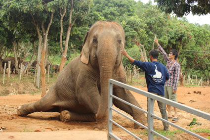 Un elefante recostado se deja acariciar por el mahut en el campamento Baan Chang de Chiang Mai.