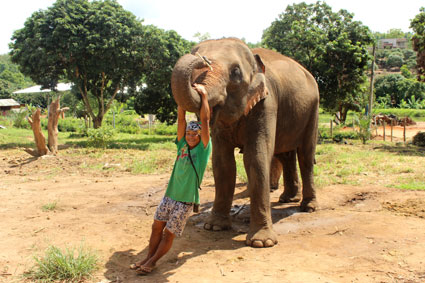 El mahut de Naomi, cuelga de la trompa de este espléndido ejemplar de elefante asiático, en Baan Chang, Chiang Mai.