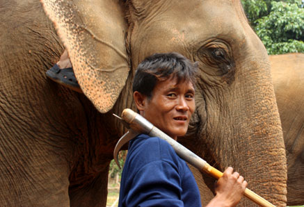 Un "mahut" o cuidador de elefantes sostiene en su hombro su kor chang, en Baan Chang, Chiang Mai.