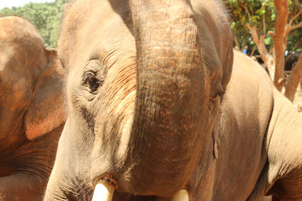 Mirada de un elefante en el campamento Baan Chang, en Chiang Mai.