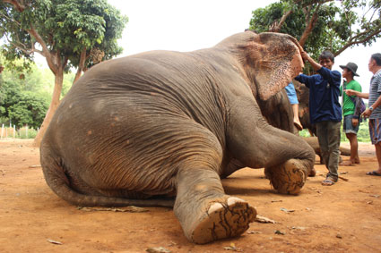Un elefante se mantiene recostado a la espera de que un turista suba a su cuello, en Baan Chang, Chiang Mai.