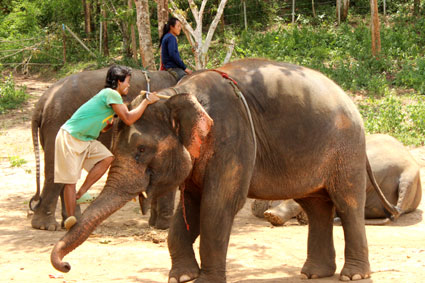 Un "mahut" o cuidador utiliza la fuerza de la trompa de este elefante para enderezarse hasta la cabeza del paquidermo, Baan Chang (Chiang Mai).