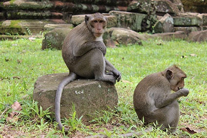 Un mono se sienta encima de un bloque de piedra caído del templo Kdie, en Camboya.