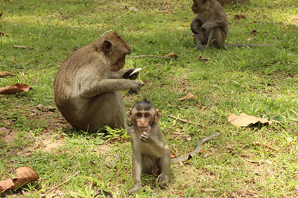 Una cría de mono se alimenta de frutos caídos a los pies del templo Bonteay Kdie, en Camboya.