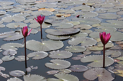 Nenúfares en Angkor Wat, Camboya.