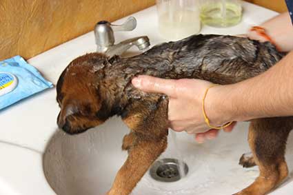 Pai recibe un baño desparasitador en una improvisada bañera de nuestro baño en la localidad de Pai (Tailandia).
