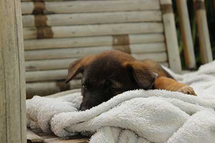 Pai a punto de dormir plácidamente en la toalla de la habitación en Pai, Al norte de Tailandia.