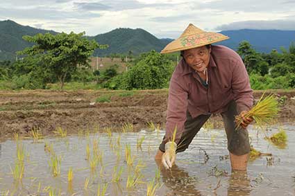 Una campesina planta arroz de forma tradicional en Pai, al norte de Tailandia.