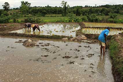 Un grupo de campesinos planta arroz en Pai, al norte de Tailandia.