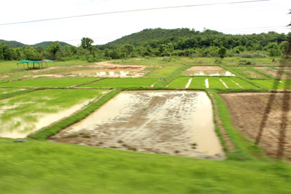 Campos de arroz vistos desde la ventanilla del vagón del tren que nos llevó desde Bangkok y Chiang Mai.