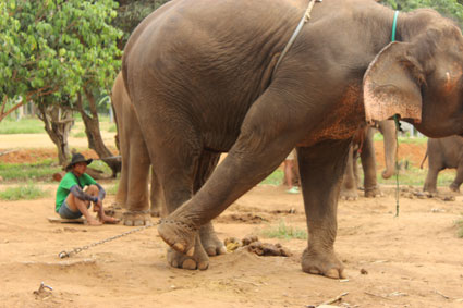 Uno de los ejemplares de elefante encadenados mientras esperan ser alimentados en el campamento Baan Chang (Chiang Mai).