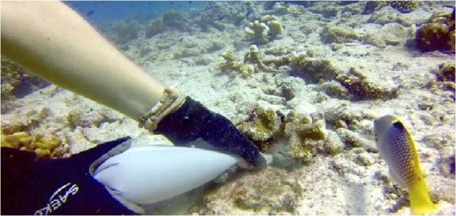CEMENTADO DEL CORAL. Con una manga pastelera repleta de cemento marino se fijaban los jóvenes corales al fondo marino. Copyright: David Derand