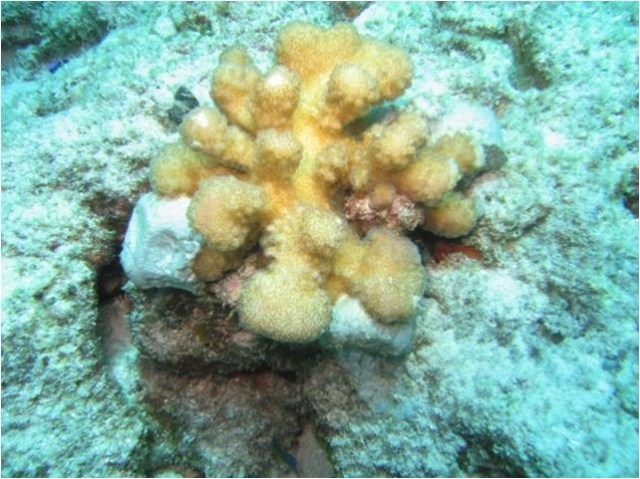 CORAL CEMENTADO Copyright: David Derand