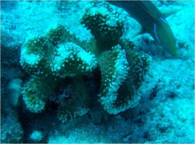 CORAL CIMENTADO. Copyright: David Derand