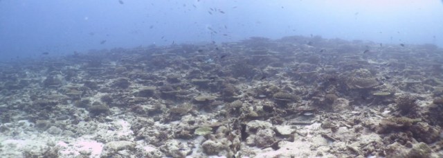 ARREFICE SANO. Después del paso de El Niño y del Tsunami de 2008, es uno de los arrefices supervivientes en las Seychelles.