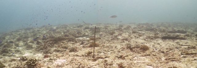 ARRECIFE TRASPLANTADO. En los dos años de vida del proyecto se han logrado trasplantar 25.000 nuevos corales, devolviendo así la vida al arrecife. Copyright: Claude Reveret 