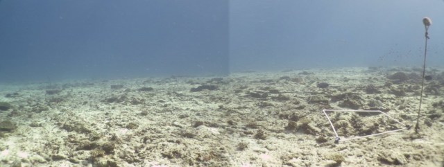 ARREFICE DE CORAL DEGRADADO. El 97% de los corales murieron tras el paso de EL Niño y el tsunami de 2008 en las Seychelles. Copyright: Claude Reveret