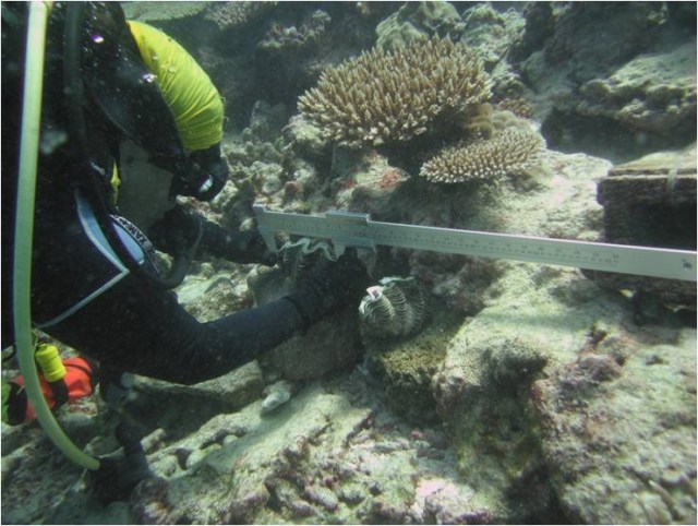 SARAH FRÍAS-TORRES. MIdiendo almeja gigante (Tridacna maxima). Copyright: Sarah Frías-Torres