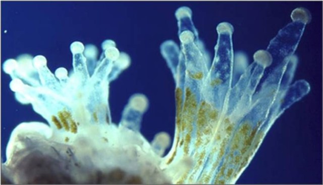 PÓLIPO DE CORAL Copyright: Smithsonian Institution