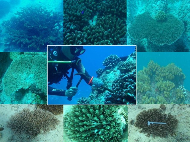 CORALES DONANTES. Para crear los viveros el equipo de Frías-Torres recogió de los corales supervivientes una muestra del tamaño de un pulgar y frangmentos de coral rotos. Copyright: David Derand