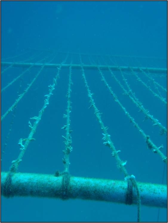 CULTIVO DE CORALES: Fagmentos de coral (nubbins) reciÉn sembrados en nursery (vivero). La nursery esta a 8 metros bajo la superficie del mar, anclada en un fondo marino de 18 metros profundidad total. Copyright: David Derand