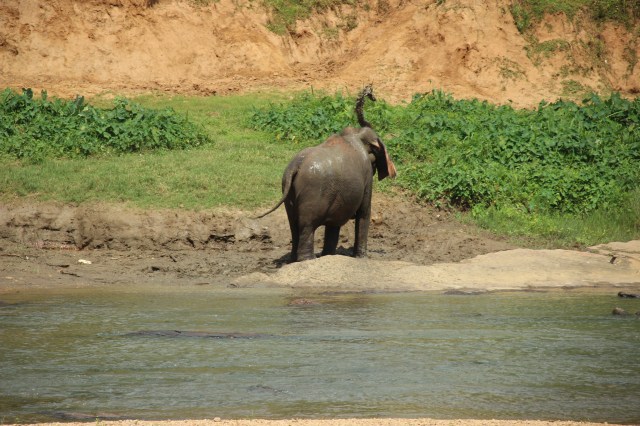 elefante8