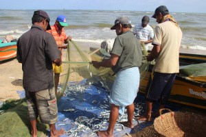 Varios pescadores sacan de las redes sardinas, en la playa de Negombo. Sri Lanka.