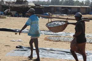 Una pareja de pescadores cargan una cesta de pescado listo para salar, Negombo, Sri Lanka.