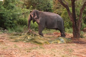 Un elefante come hojas de palma encadenado después de una extenuante jornada de trabajo en Sigirya, Sri Lanka.