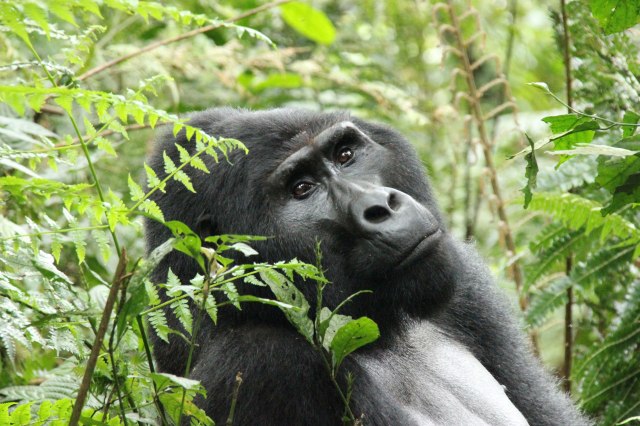 ESPALDA-PLATEADA-1-WEB