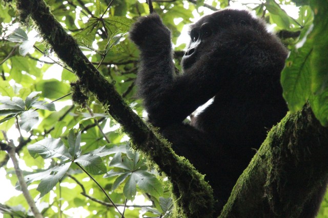 IMG_4235-HEMBRA-EN-ARBOL-web