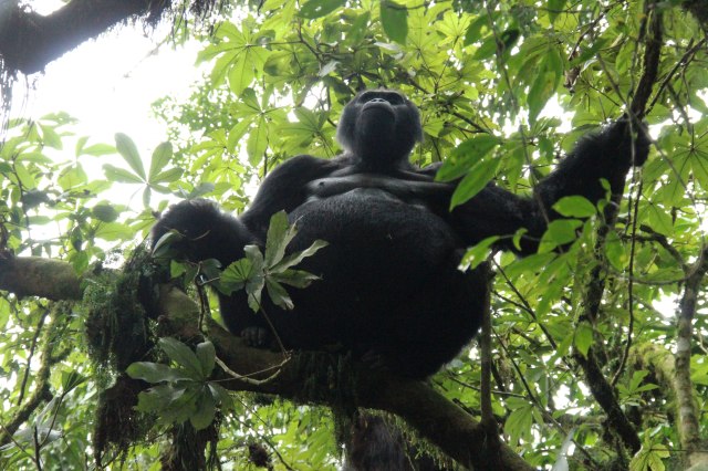 IMG_4282-SILVERBACK-EN-ARBOL-WEB