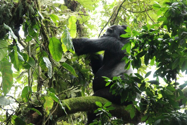 IMG_4362-SILVERBACK-ARBOL-WEB