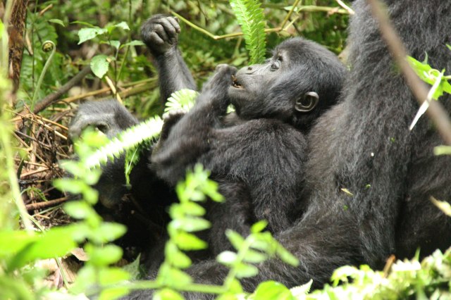IMG_4534-CRIA-COMIENDOWeb