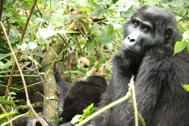 IMG_4546-MADRE-PPWeb