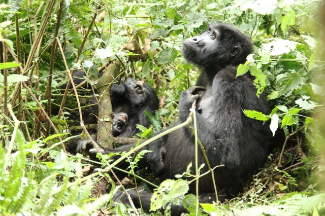 IMG_4564-TRÍO-HEMBRAS-Y-CRÍA-Web