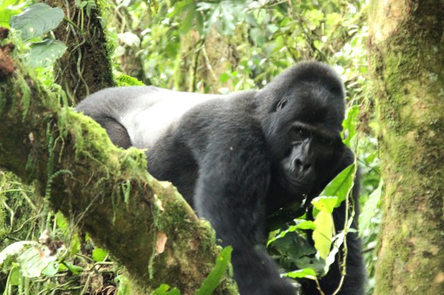 IMG_4655-SILVERBACK-ARBOL-web