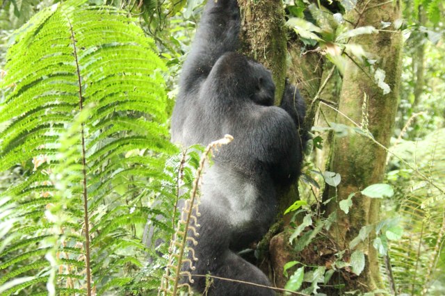 IMG_4663-SILVER-BACK-BAJA-ARBOL-web