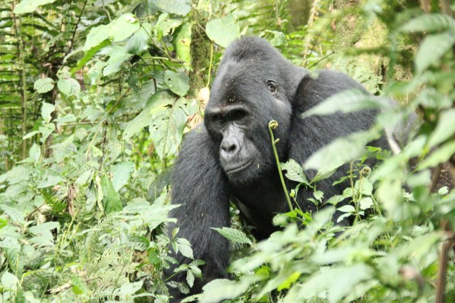 IMG_4673-SILVER-BACK-PP-web