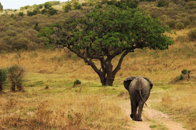 IMG_5844-elefante-y-arbol-Web