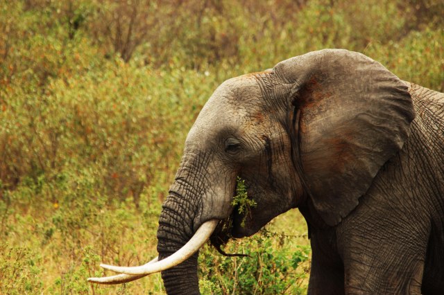 IMG_5849-elefante-comiendo-web