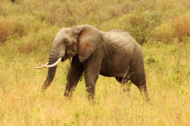 IMG_5854elefante-comiendo-PG-Web